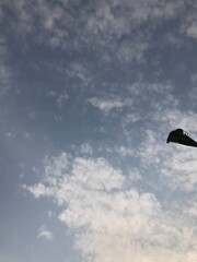seagull in flight