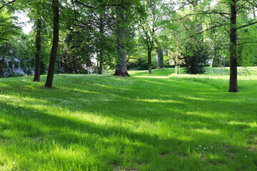 city spring park with young green grass