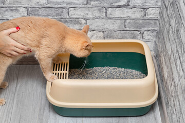 man teaching cat to use litter box