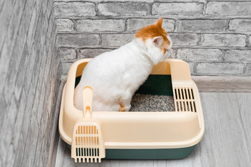 domestic cat sitting in a litter box.