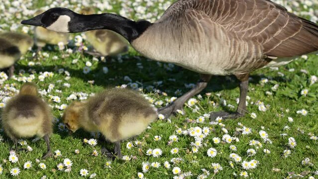 Establishing shot of family of canada goose. Spring green and white lawn background. Wildlife care concept. Daytime. Still camera view. RroRes 422 HQ.