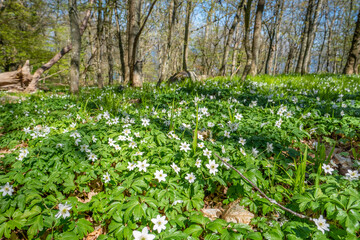 Weisse Blumen im Wald in Schweden