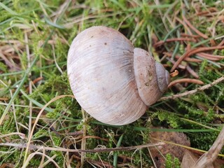 snail on the grass