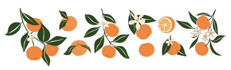 Foto op Plexiglas Hand drawn abstract oranges set. Collection of whole and cut tangerines, branches, flowers and leaves vector illustrations isolated on transparent background. Fresh juicy citrus fruit clip art. © Creative_Juice_Art