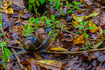  big brown snail and yellow leaves