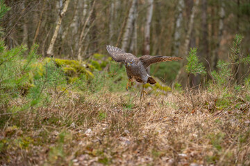 The hawk (Accipiter gentilis) is a medium-sized predator species in the family Accipitridae.