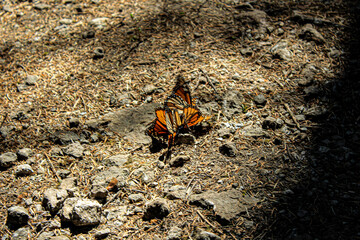 Monarca butterfly
