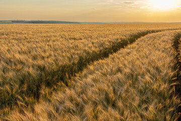 Wheel ruts in a wheat field © Alexandr Macovethi