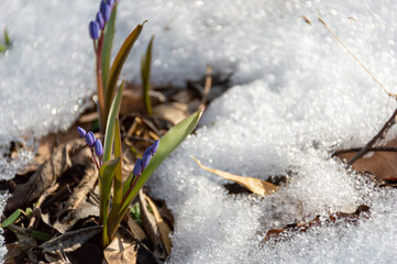The first flowers emerge from under the snow
