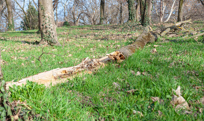 Fallen tree in bright forest. 