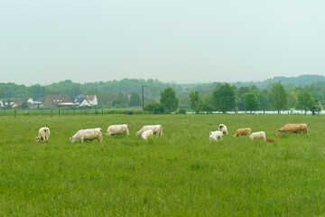 Fototapeta na wymiar Calm rural scene with cows grazing in a lush green pasture in cloudy weather.