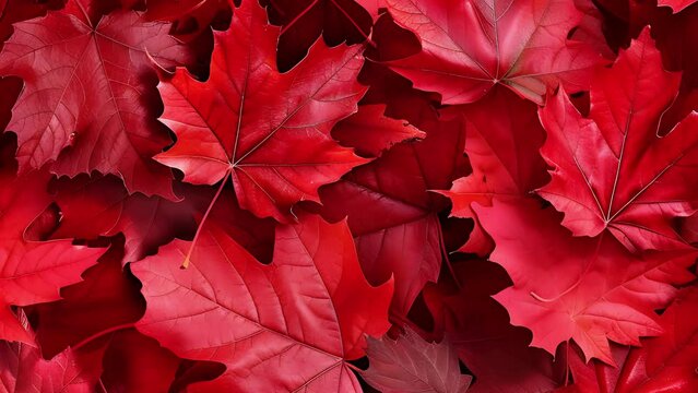 red maple leaves background