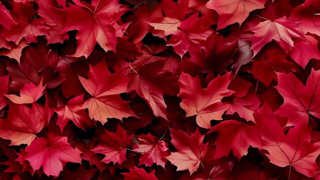 red maple leaves background