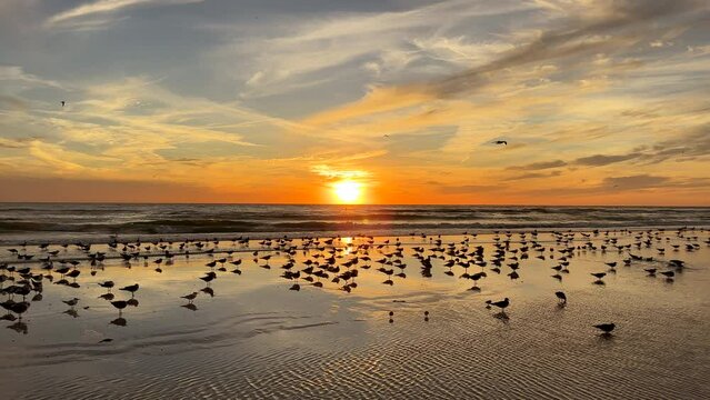 Large group of seagulls herd on tropical sandy beach during sunset