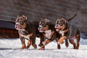 Portrait of three American bully puppies playing and running on camera