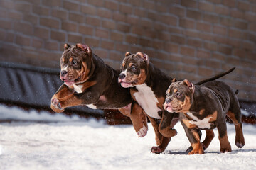 Portrait of three American bully puppies playing and running on camera