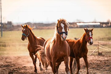 Portrait of three red horses running straight at the camera