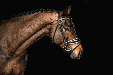 Fototapeta premium portrait of a horse in a bridle on a black background