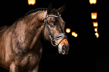 portrait of a horse in a bridle on a black background