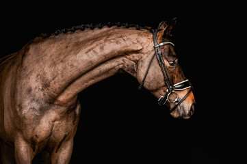 portrait of a horse in a bridle on a black background