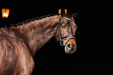 Obraz premium portrait of a horse in a bridle on a black background