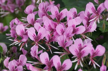 Obraz premium The bright pink color of Heart-leaf Pelargonium cordifolium flowers