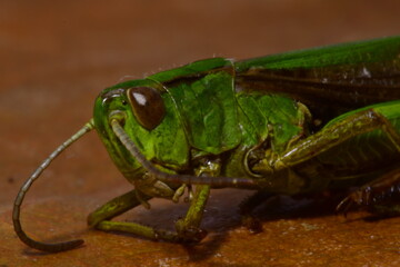2X macro photography of a grasshopper