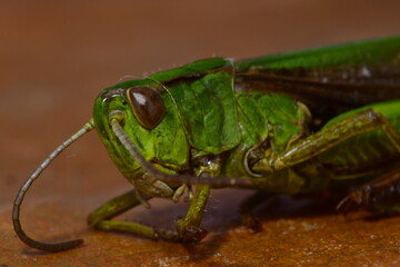 2X macro photography of a grasshopper