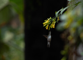 Picaflor, colibri posando en laurel y alimentandose