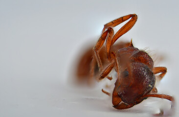 5X Ultra macro photography of ant