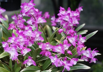 Obraz premium Closeup of the white and purple Dendrobium kingianum Ayakashinokoi orchid