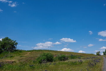 Fototapeta na wymiar Green Landscape with a flock of birds and blue sky