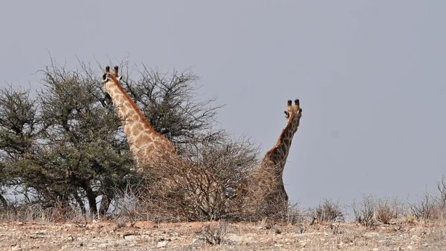 Giraffes on a mountain ridge eat from a tree