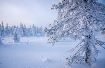 Winter landscape in snowy forest