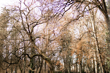 Obraz premium Äste im Stadtpark aufgenommen im Frühling