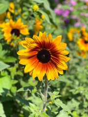 Sunflowers in Dubai Miracle Garden