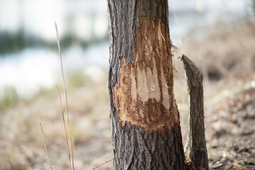 Ogromny problem ze stale rosnącą populacją Bobrów atakującą i powalającą drzewa w okolicach zamieszkałych przez nie akwenów