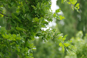 green oak branches in beautiful light, young green leaves oak, Quercus robur in spring garden,...
