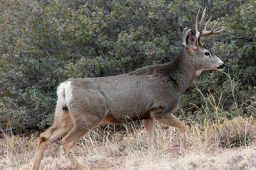 A mule deer buck walks through dry winter grass past the low growing scrub oak trees in the background on Kolob Mountain in Southern Utah on a chilly winter morning.