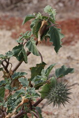 Small Moonflower, Datura Discolor, a native annual herb with spheric thorny trichomatic capsule fruit during Winter in the Borrego Valley Desert.