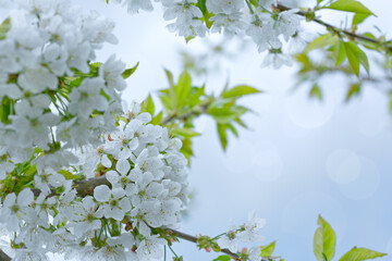 Macro shot of white cherry flowers isolated on blur sky background.