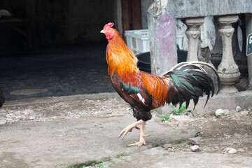 "Red Chicken: Rooster in the Yard."
