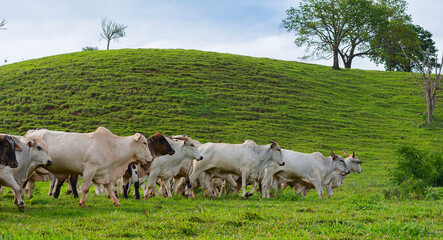 The nellore cattle herd