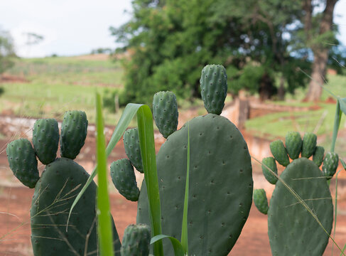 The cactus tree with fruit "figo da &iacute;ndia"