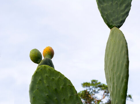 The cactus tree with fruit "figo da &iacute;ndia"