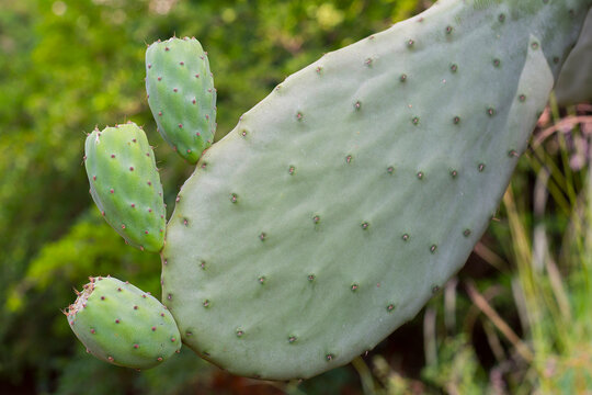 The cactus tree with fruit "figo da &iacute;ndia"