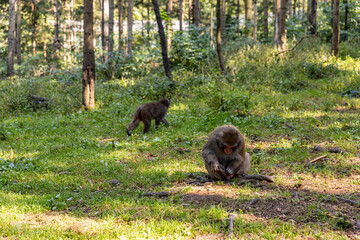 Japanese macaques in an alpine forest.