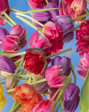 artistic close up of colorful tulips on mirror background with sky