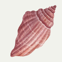 Seashells Ocean Beach, Queen Conch Seashell Clipart illustration