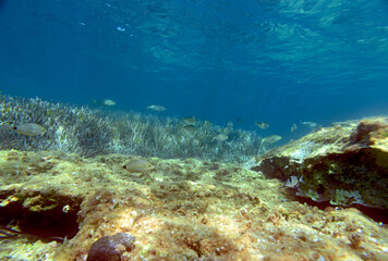 Fototapeta na wymiar Underwater mediterranean
